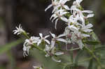 Narrowleaf whitetop aster